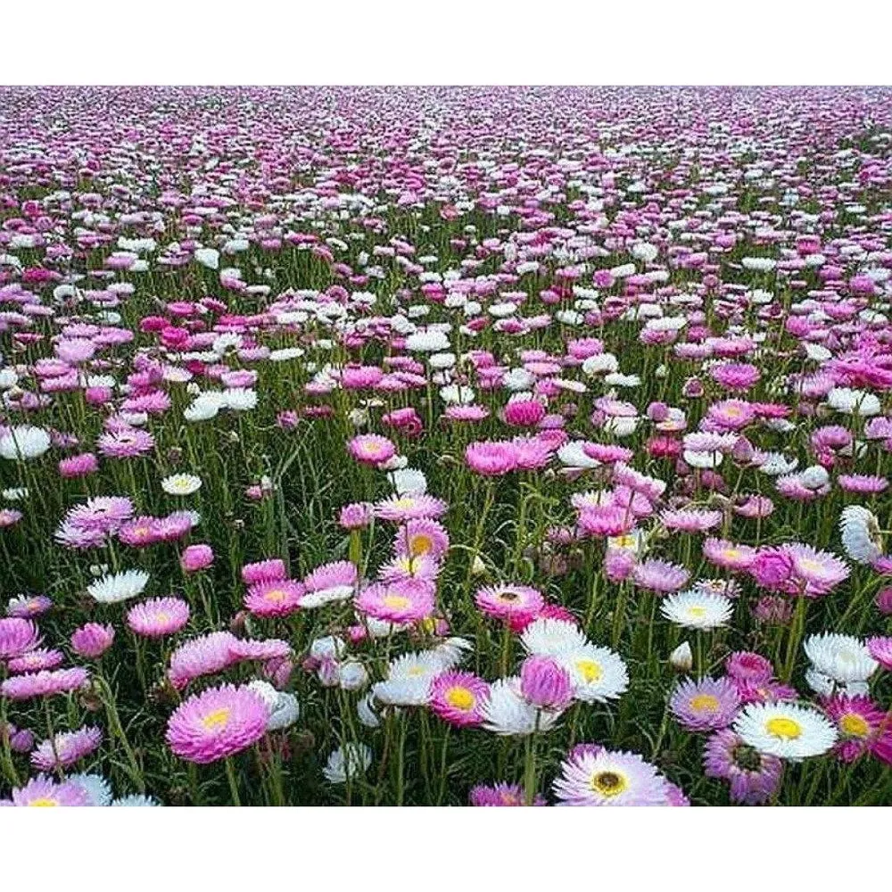 Lucinda's Everlastings - Easy to Grow Wildflower Seeds