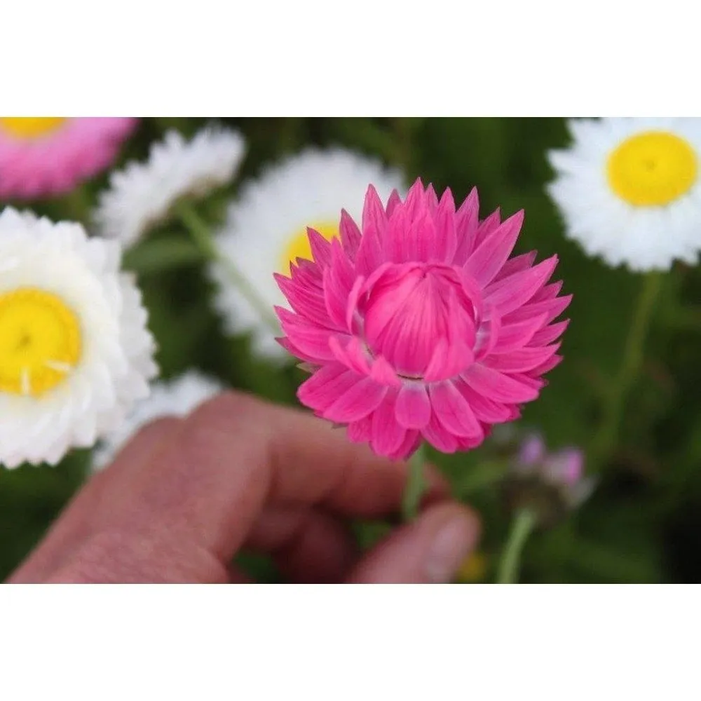 Lucinda's Everlastings - Easy to Grow Wildflower Seeds