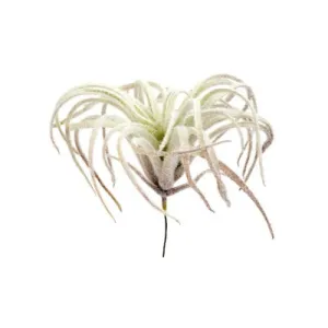 NS Faux Air Plant