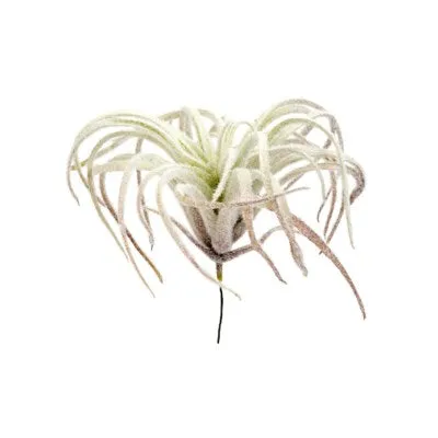 NS Faux Air Plant